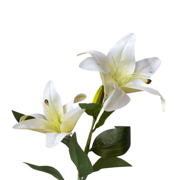 White Lola Oriental Lily