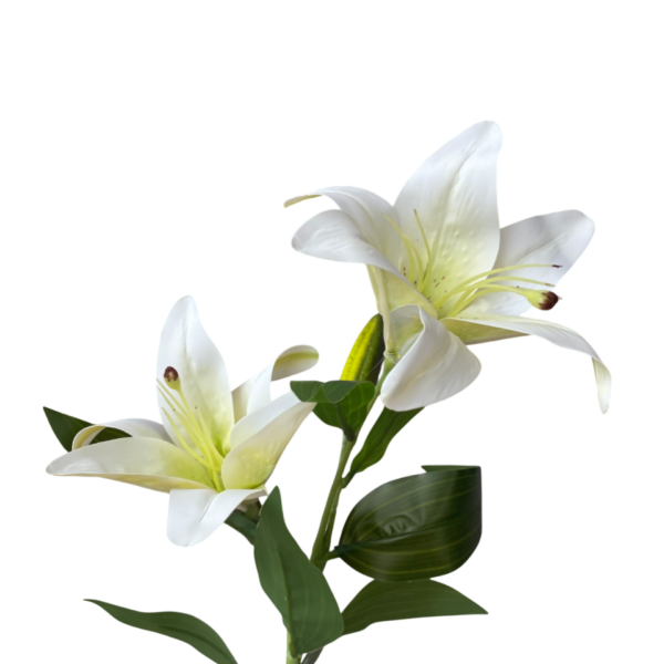 White Lola Oriental Lily
