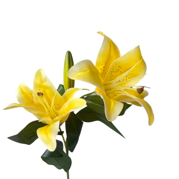 Yellow Lola Oriental Lily