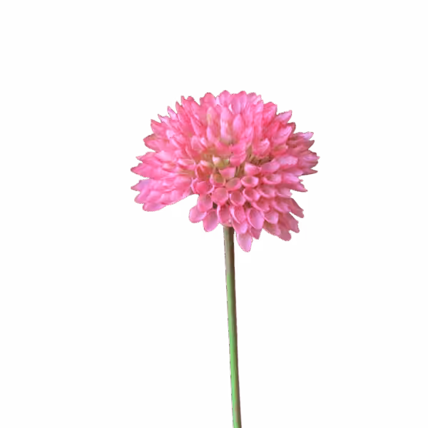 Pink Remi Pom Pom Dahlia