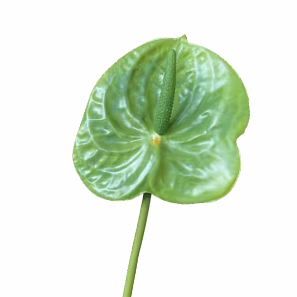 Green Mila Real Touch Anthurium