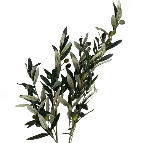 Sandy Green Olive Branch