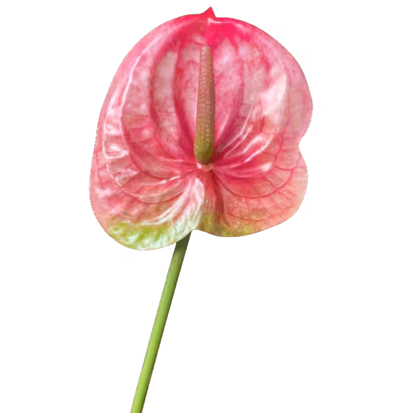Pink Vein Mila Real Touch Anthurium