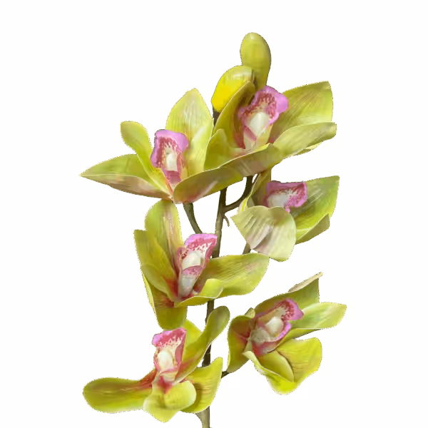 Green Annabella Real Touch Cymbidium Orchid