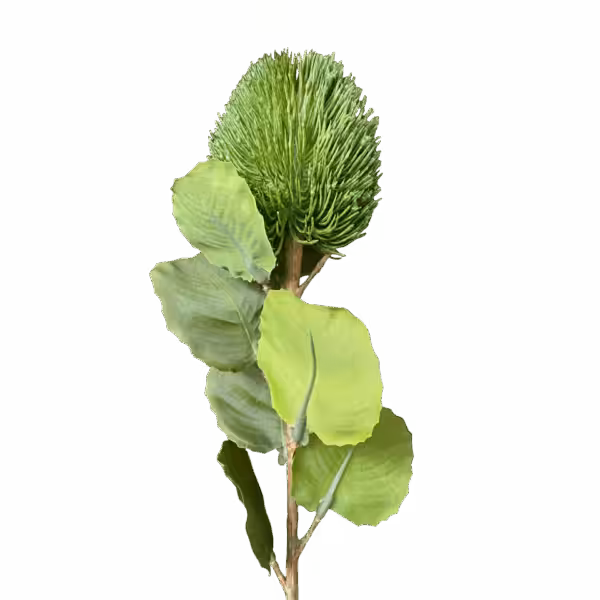 Dark Green Kylie Baxteria Banksia Australian Native