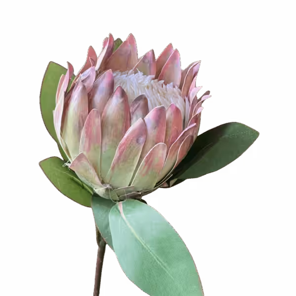 Soft Pink Eliza King Protea Australian Native