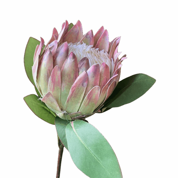 Soft Pink Eliza King Protea Australian Native