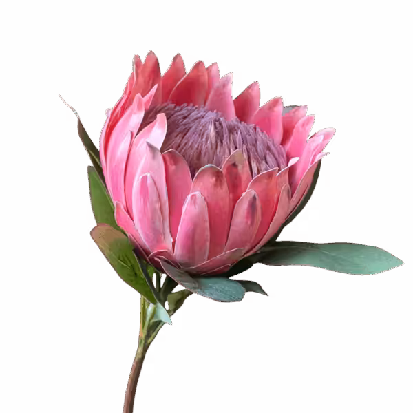 Hot Pink Eliza King Protea Australian Native
