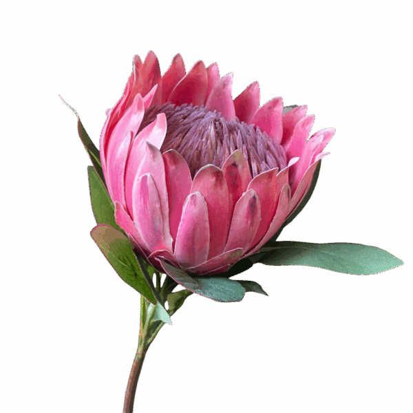 Hot Pink Eliza King Protea Australian Native