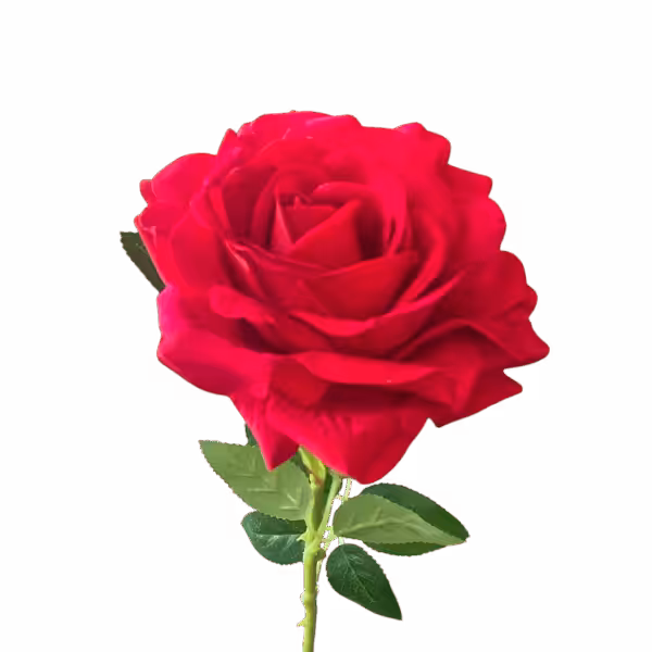 Red Paris Large Head Velvet Rose