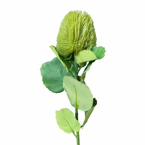 Light Green Kylie Baxteria Banksia Australian Native