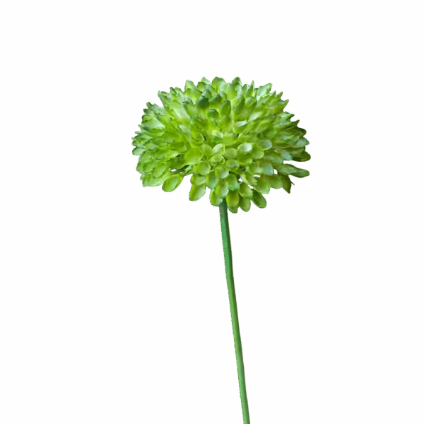 Dark Green Remi Pom Pom Dahlia