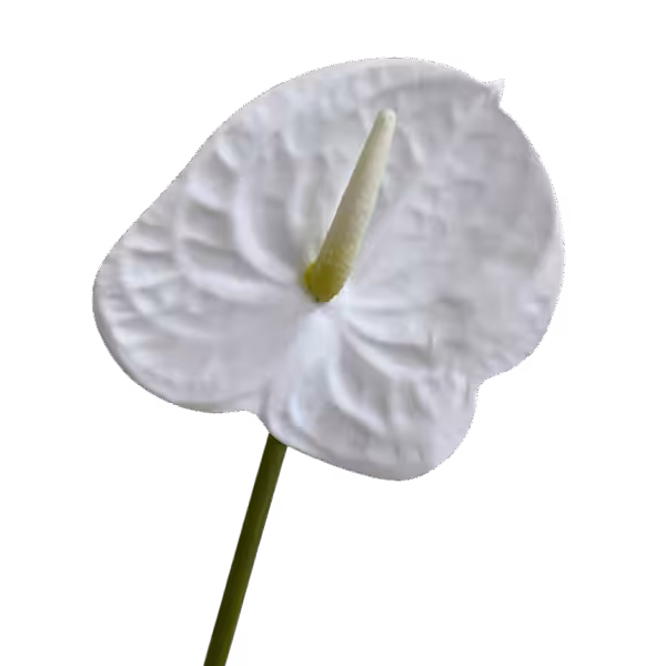 White Mila Real Touch Anthurium