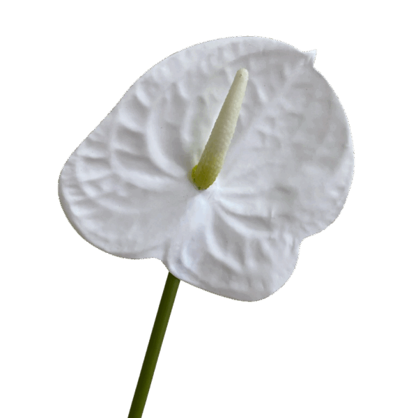 White Mila Real Touch Anthurium