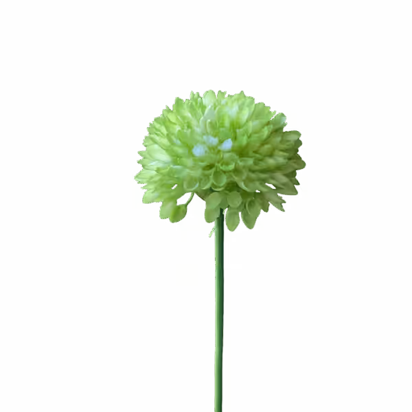 Light Green Remi Pom Pom Dahlia