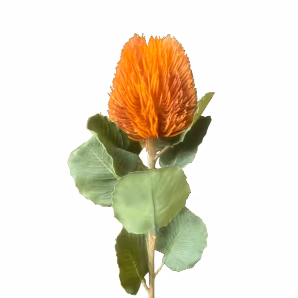 Orange Kylie Baxteria Banksia Australian Native