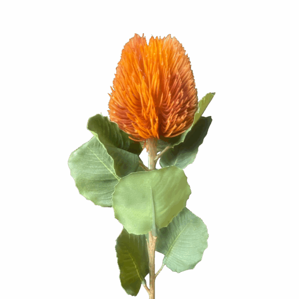 Orange Kylie Baxteria Banksia Australian Native