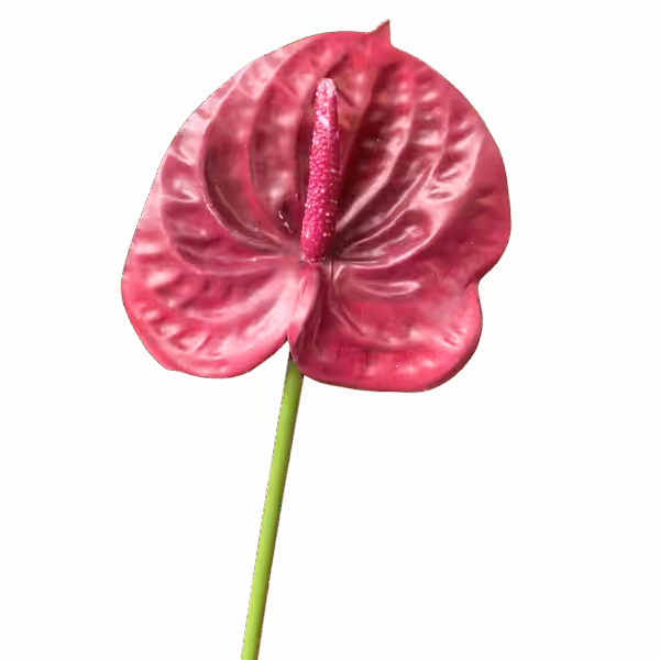 Burgundy Mila Real Touch Anthurium