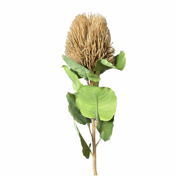 Latte Kylie Baxteria Banksia Australian Native