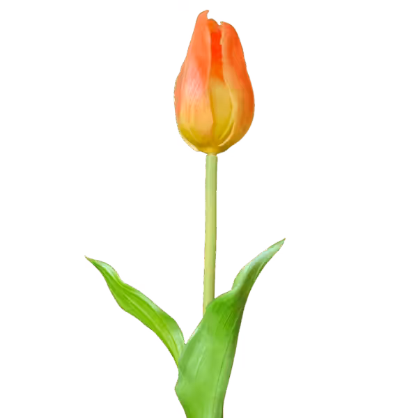 Orange Ombre Liana Real Touch Tulip