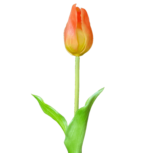 Orange Ombre Liana Real Touch Tulip
