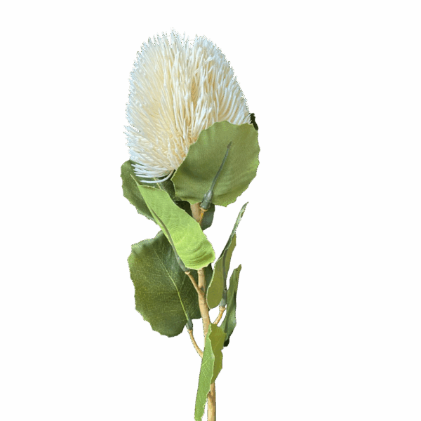 White Kylie Baxteria Banksia Australian Native