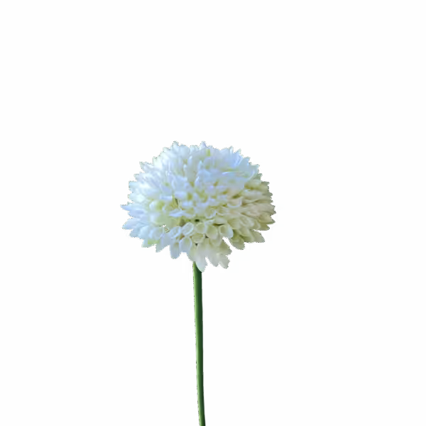 White Remi Pom Pom Dahlia