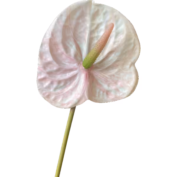 Soft Pink Mila Real Touch Anthurium