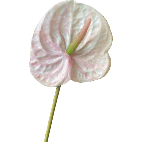 Soft Pink Mila Real Touch Anthurium