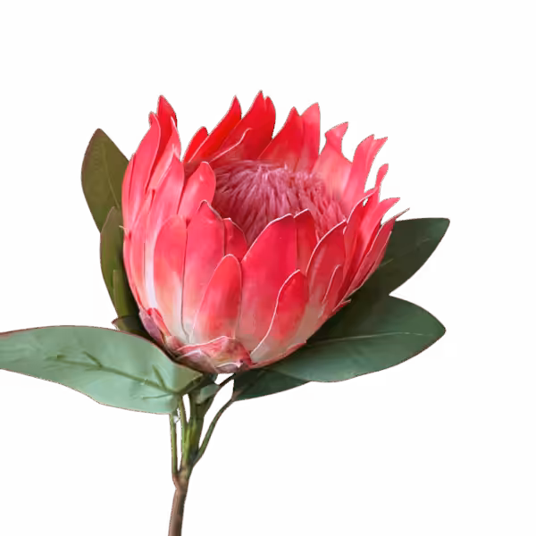Hot Pink Eliza King Protea Australian Native