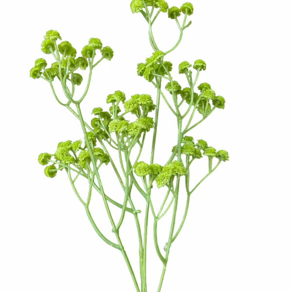 Green Brianna Baby Breath