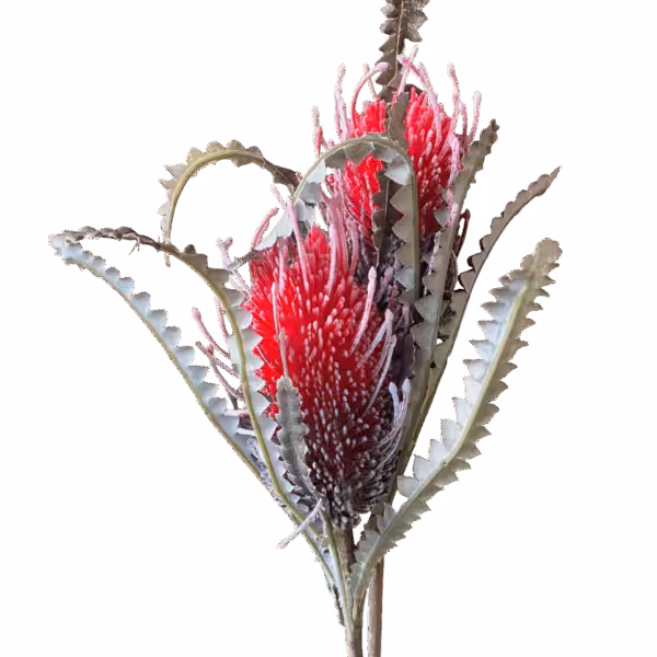 Red Piper Real Touch Australian Banksia