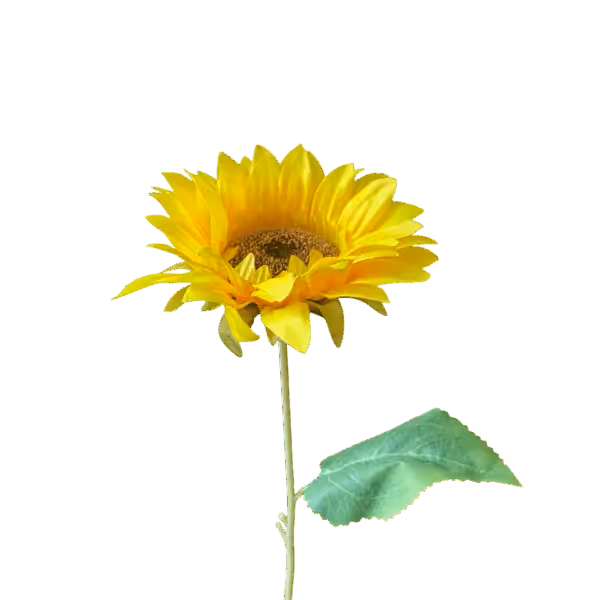 Yellow Harlow Sunflower Stem