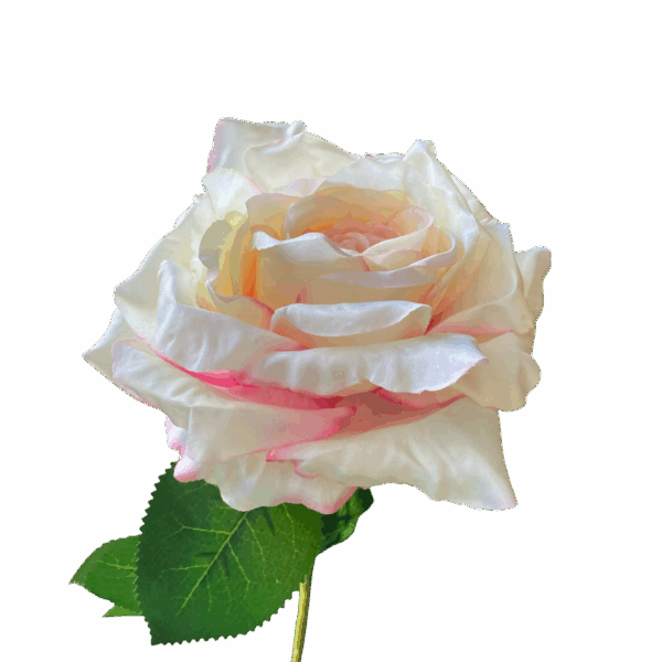 Pink Fringe Cali Large Head Silk Rose