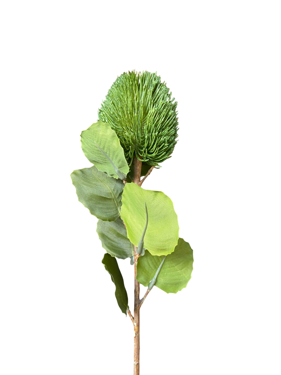 Dark Green Kylie Baxteria Banksia Australian Native