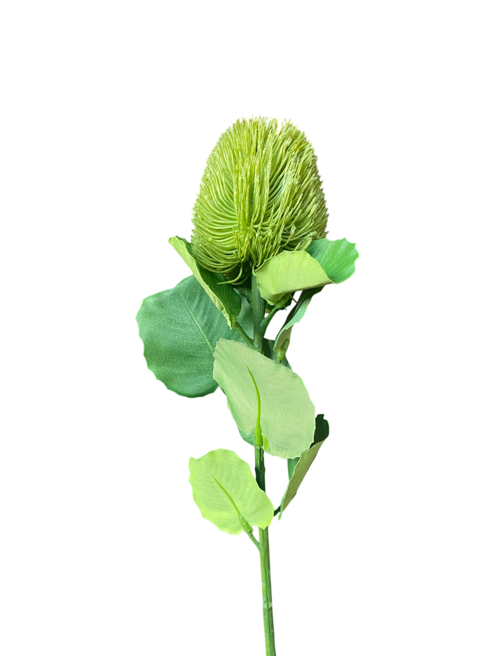 Light Green Kylie Baxteria Banksia Australian Native