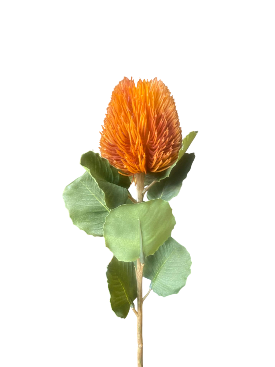 Orange Kylie Baxteria Banksia Australian Native
