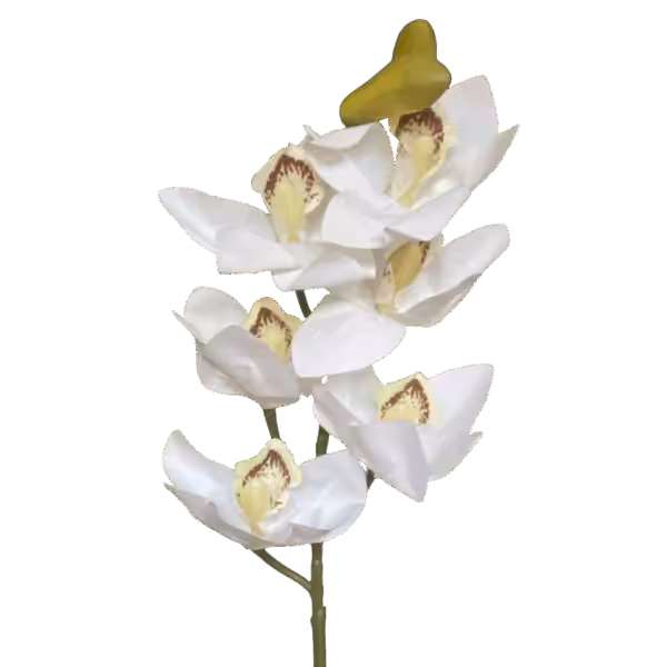 White Annabella Real Touch Cymbidium Orchid