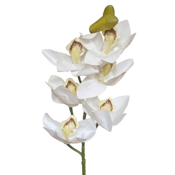 White Annabella Real Touch Cymbidium Orchid