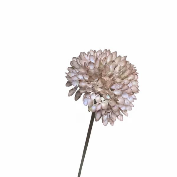 Brown Remy Pom Pom Dahlia