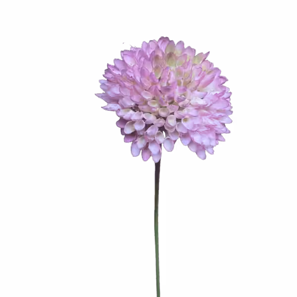Lilac Remy Pom Pom Dahlia