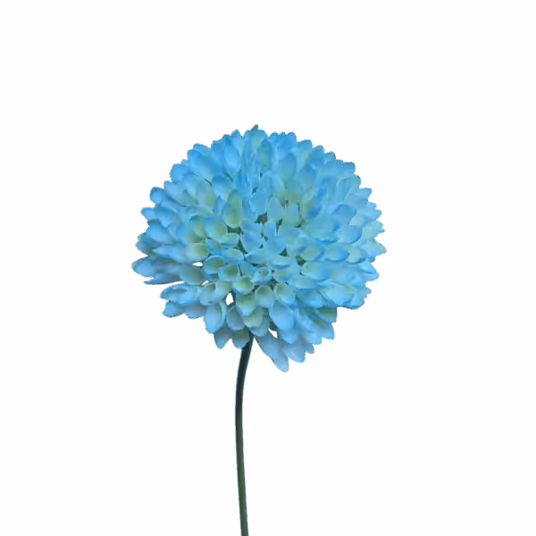 Light Blue Remy Pom Pom Dahlia