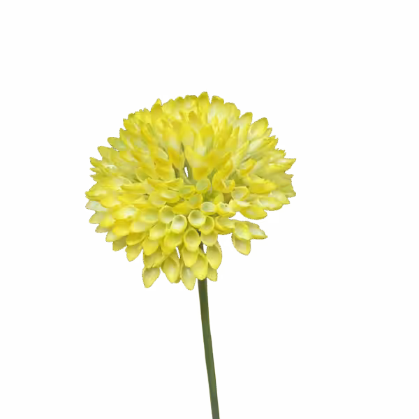 Yellow Remy Pom Pom Dahlia