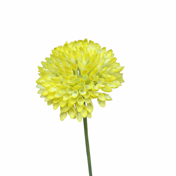 Yellow Remy Pom Pom Dahlia