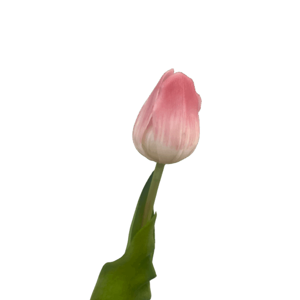 Pink Ombre Liana Real Touch Tulip