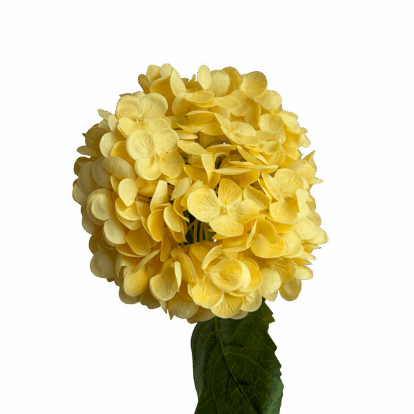 Yellow Misha Real Touch Hydrangea Stem