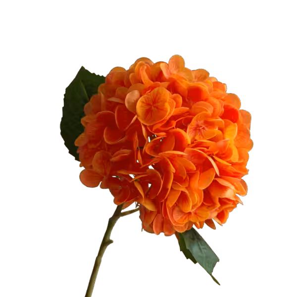 Orange Misha Real Touch Hydrangea Stem