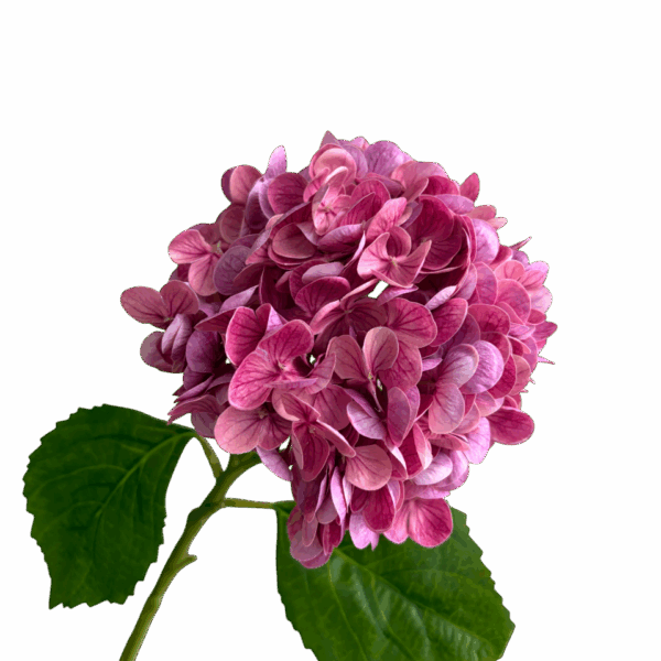 Pink Misha Real Touch Hydrangea Stem