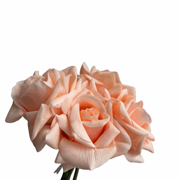 Peach Capri Real Touch Rose Bunch