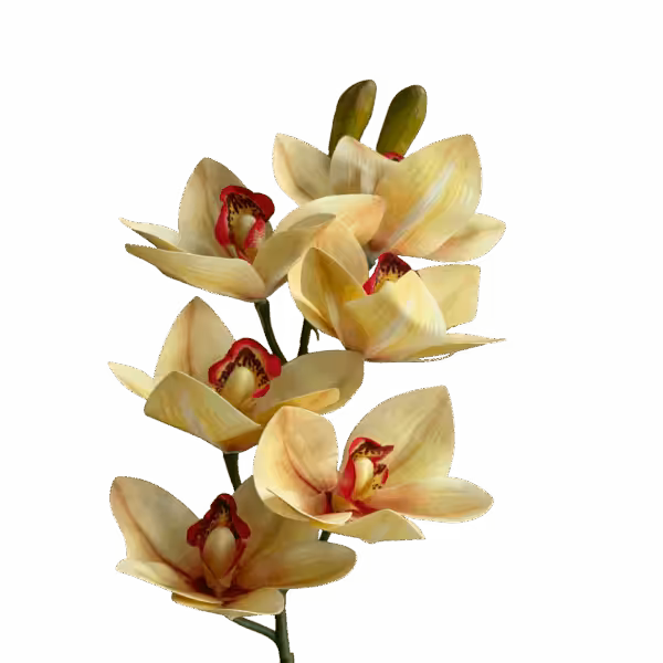Soft Yellow Orchid